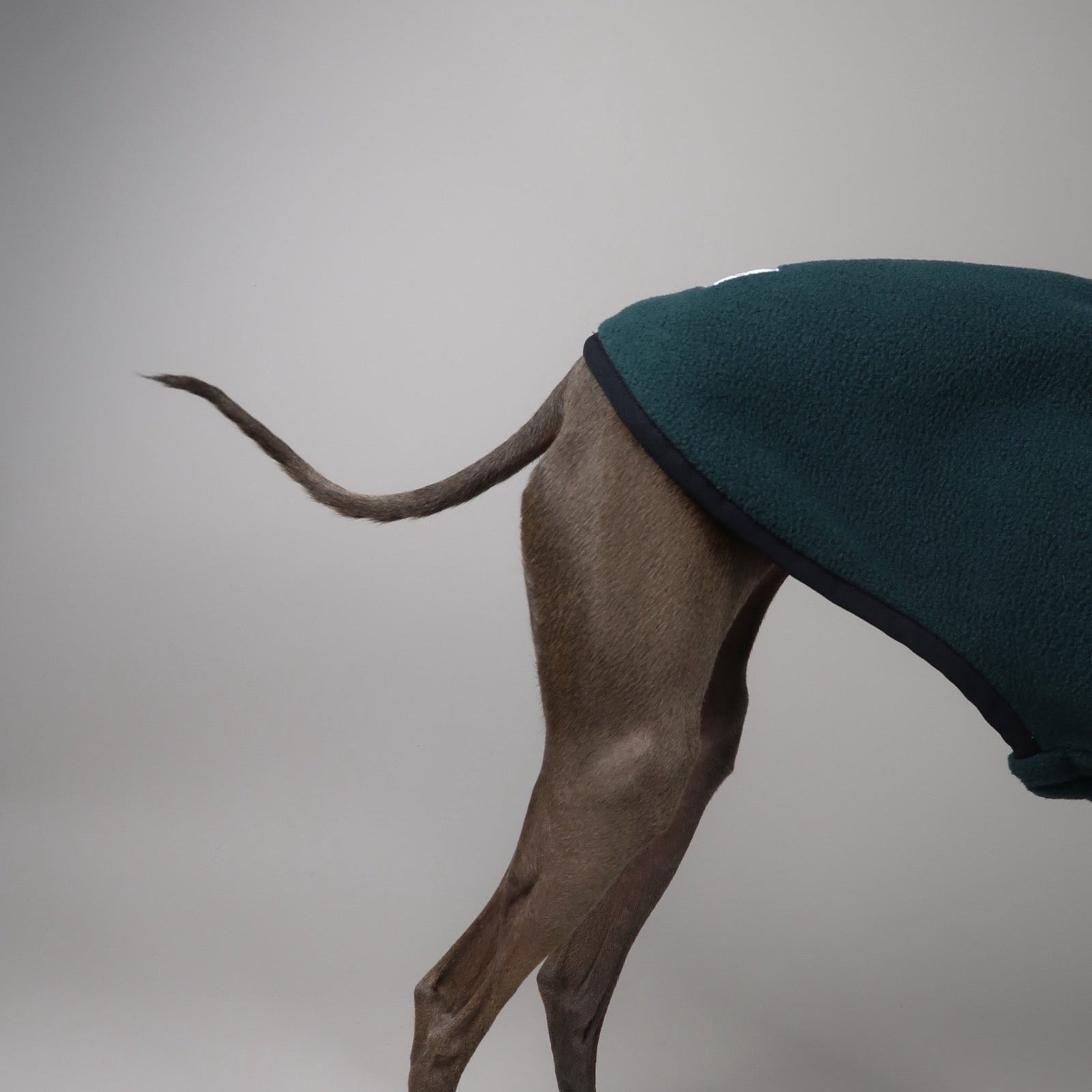 Italian Greyhound wearing a forest green sleeveless Italian Greyhound fleece, made by The Hound Edit, on a grey background. Close-up of the back and tail.