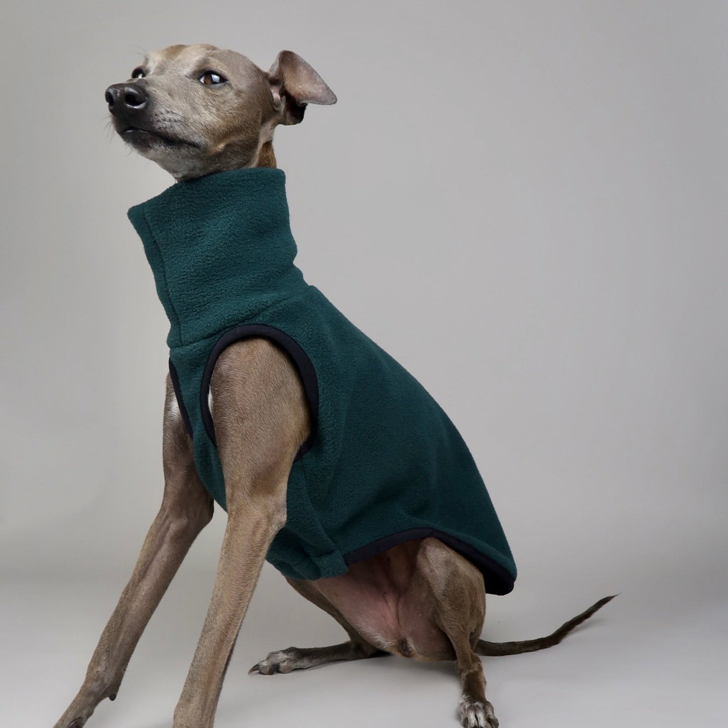 Italian Greyhound wearing a forest green sleeveless Italian Greyhound fleece, made by The Hound Edit, on a grey background.