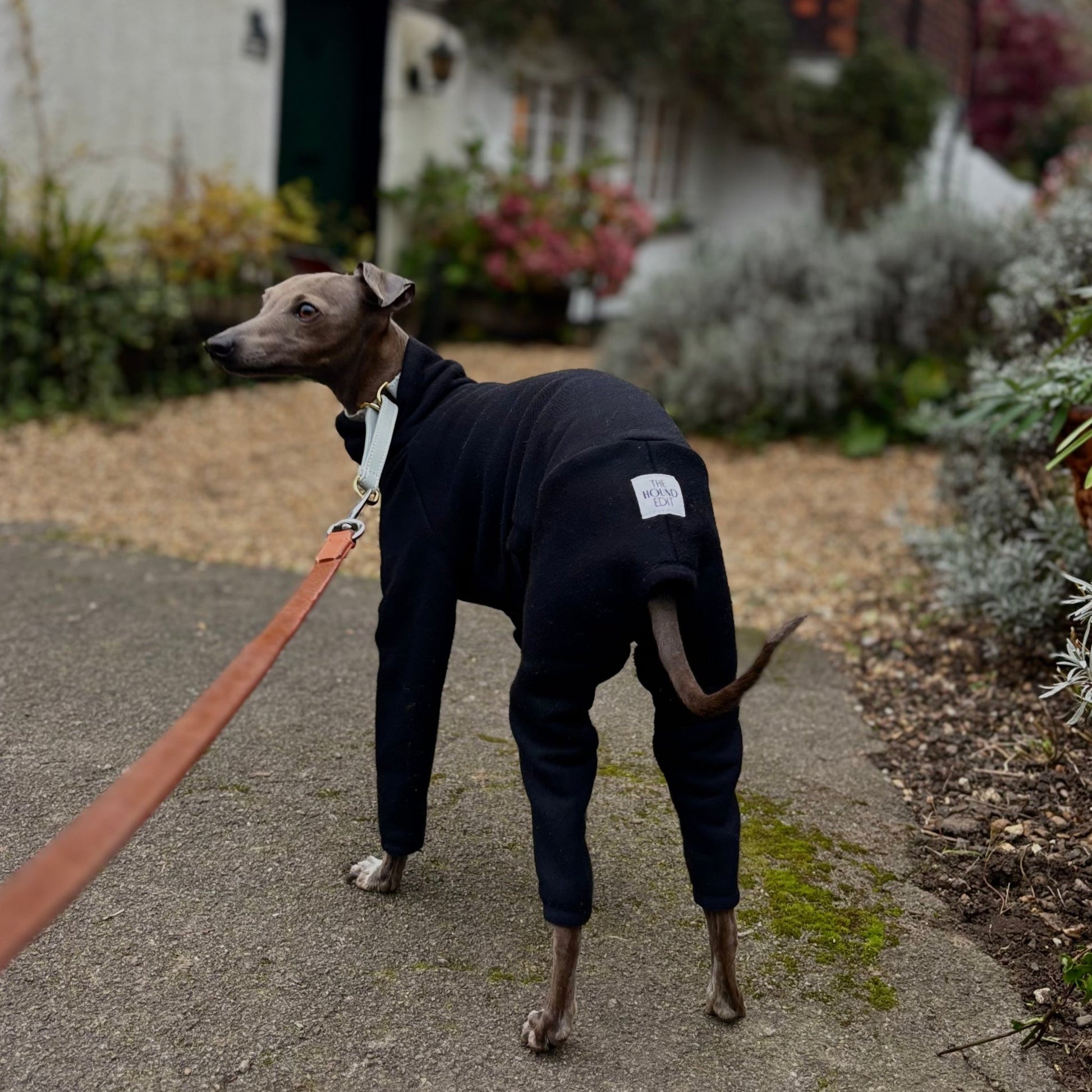 The Jean-Pierre Behind Side Profile, Shere, Italian Greyhound Jumper
