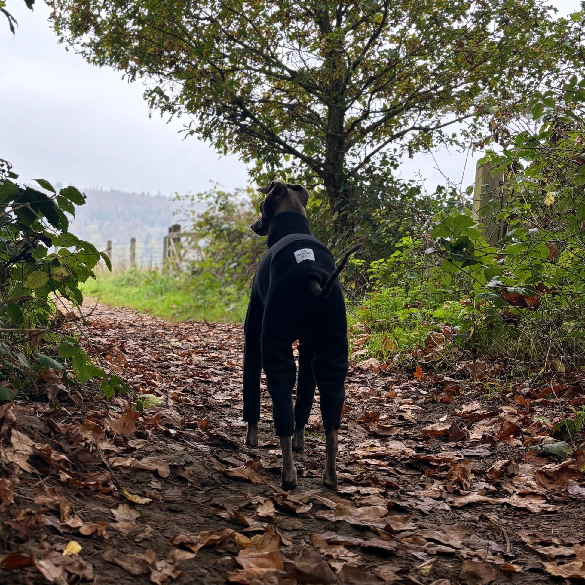 The Jean Pierre Back Profile Woods, Italian Greyhound Jumper