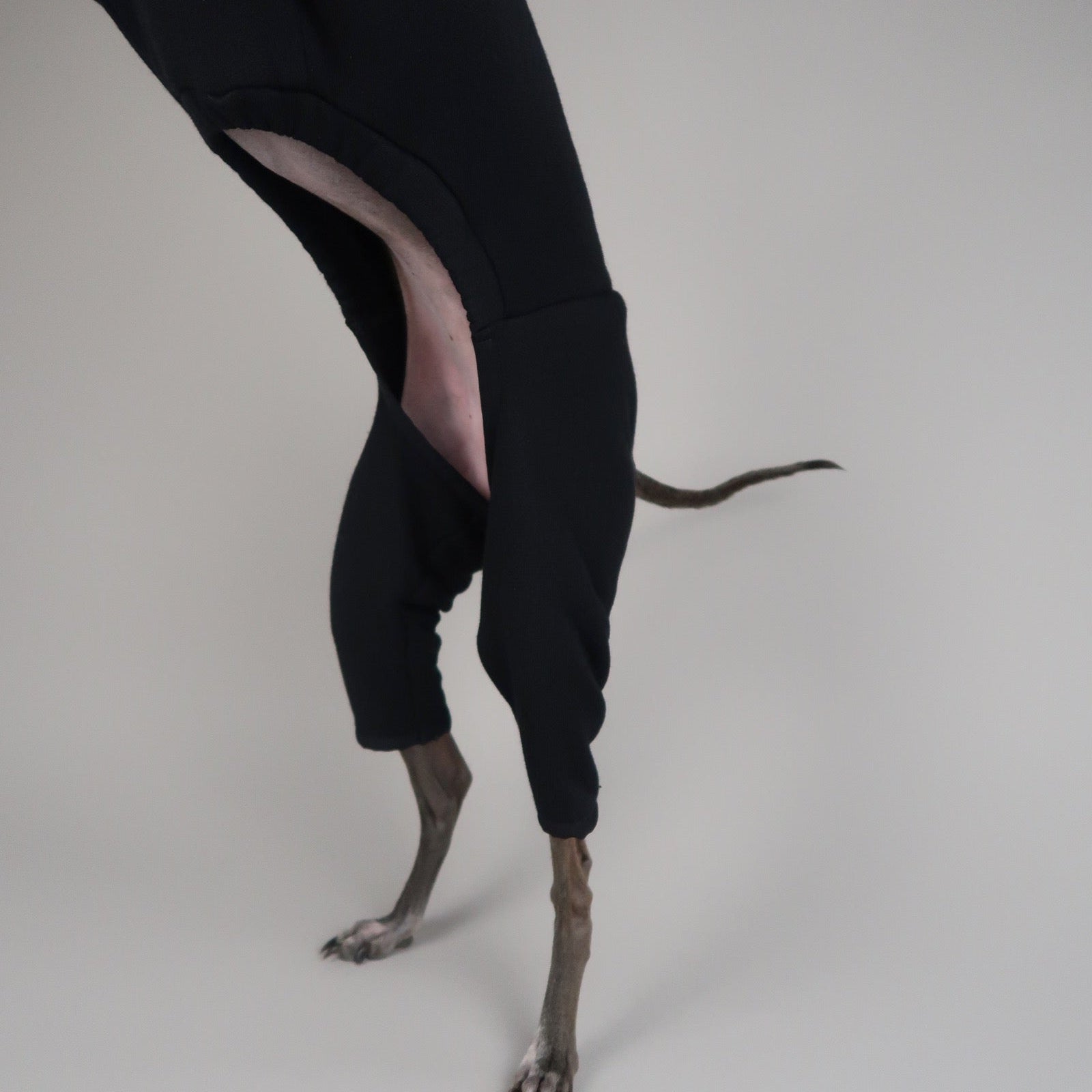 Italian Greyhound jumping wearing a black Italian Greyhound jumper, The Jean-Pierre, made by The Hound Edit against a grey background.