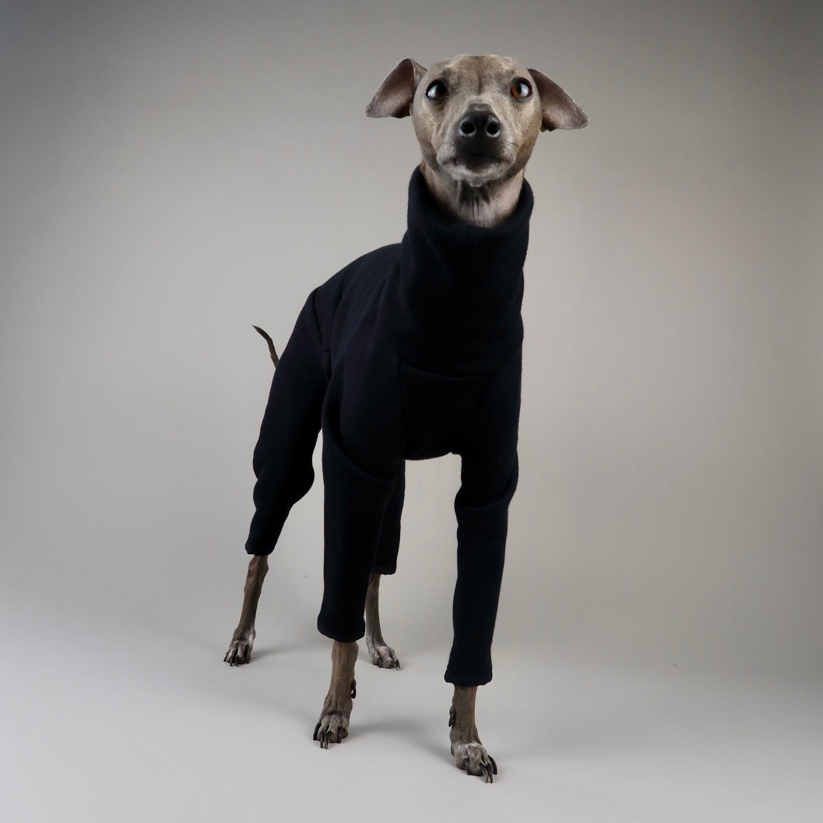 The Jean Pierre Front Standing Portrait,  Italian Greyhound Black Jumper