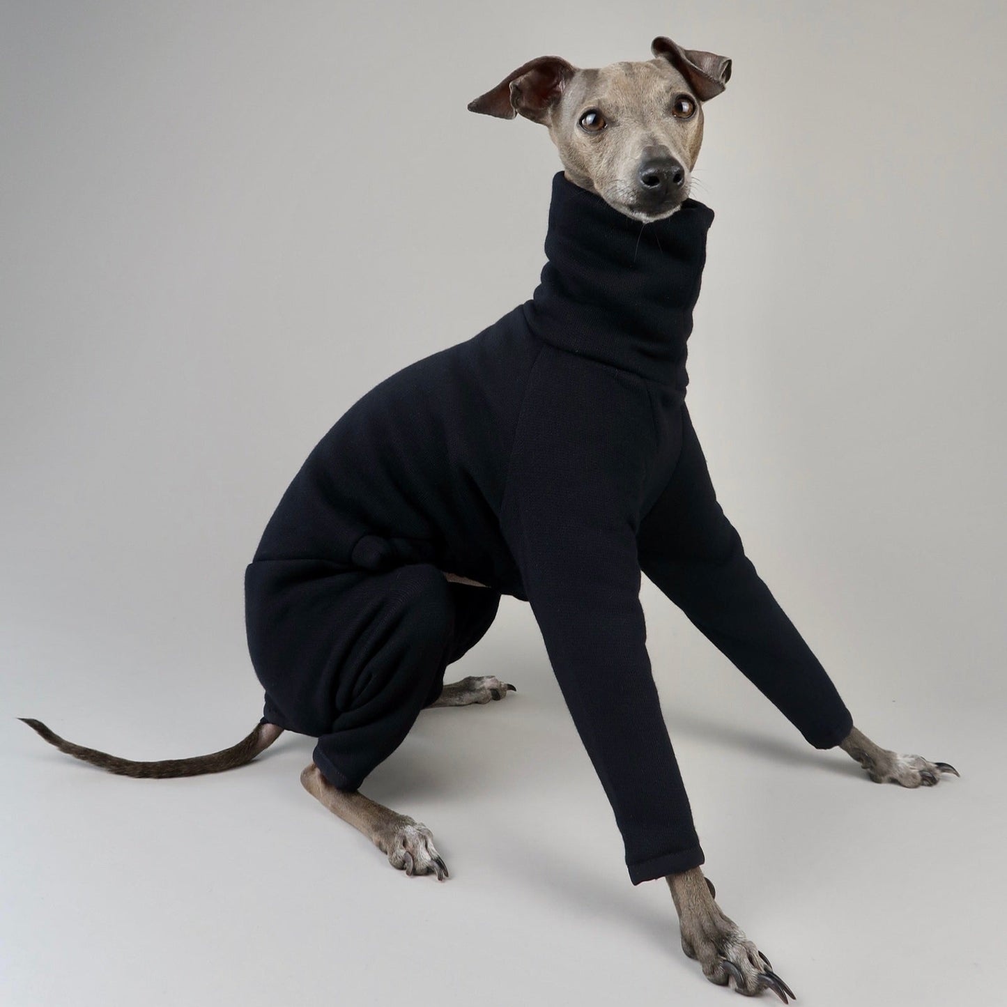 The Jean Pierre Italian Greyhound Black Jumper, Side Sitting Portrait