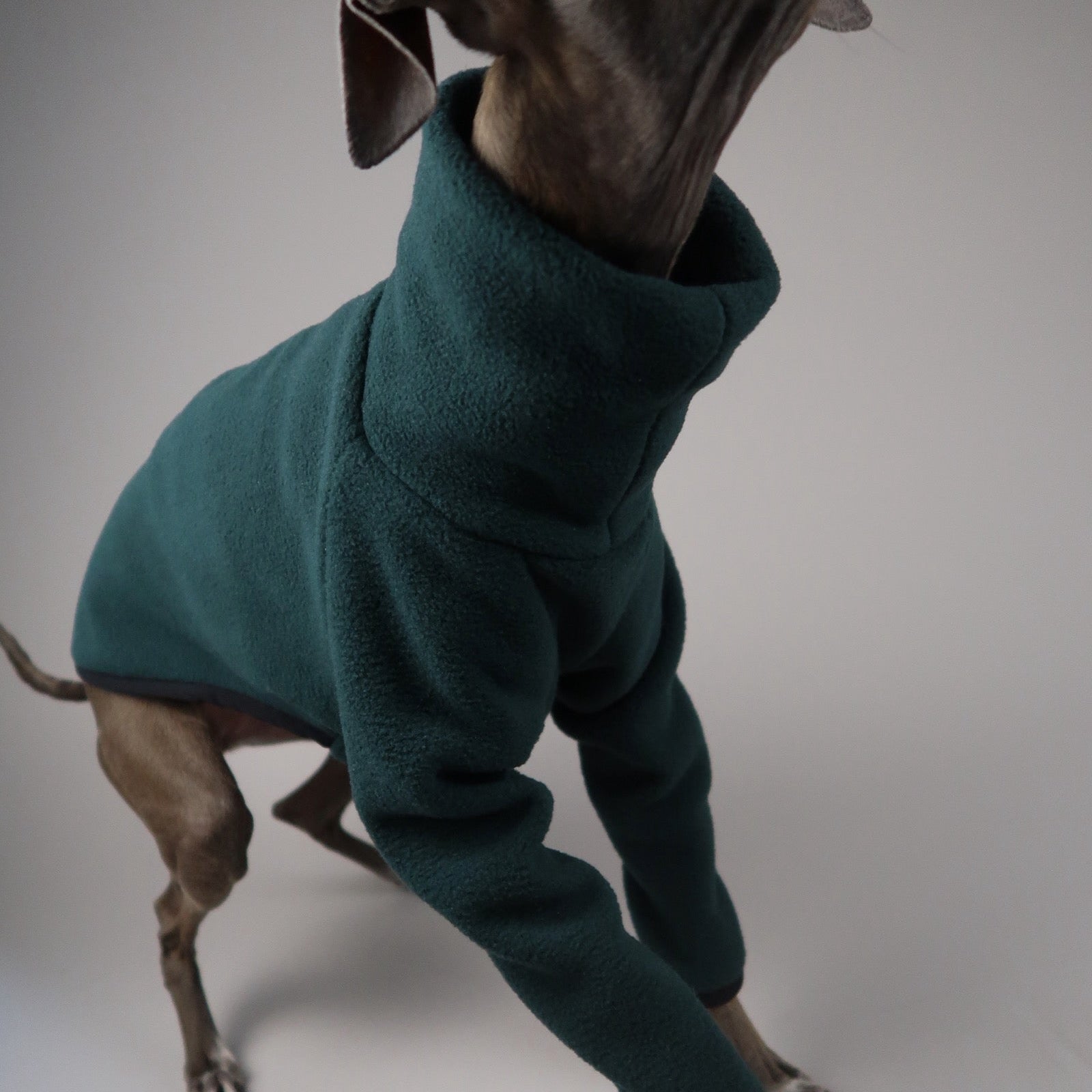 Close-up of Italian Greyhound's neck and body stepping forward wearing an Italian Greyhound fleece jumper in forest green in front of a grey backdrop