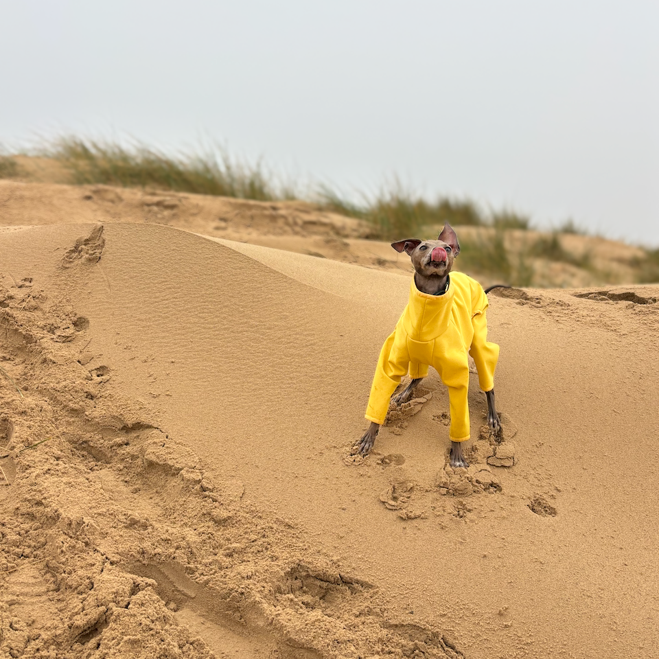 The Rae Front Dune Holkham Beach, Italian Greyhound Coat