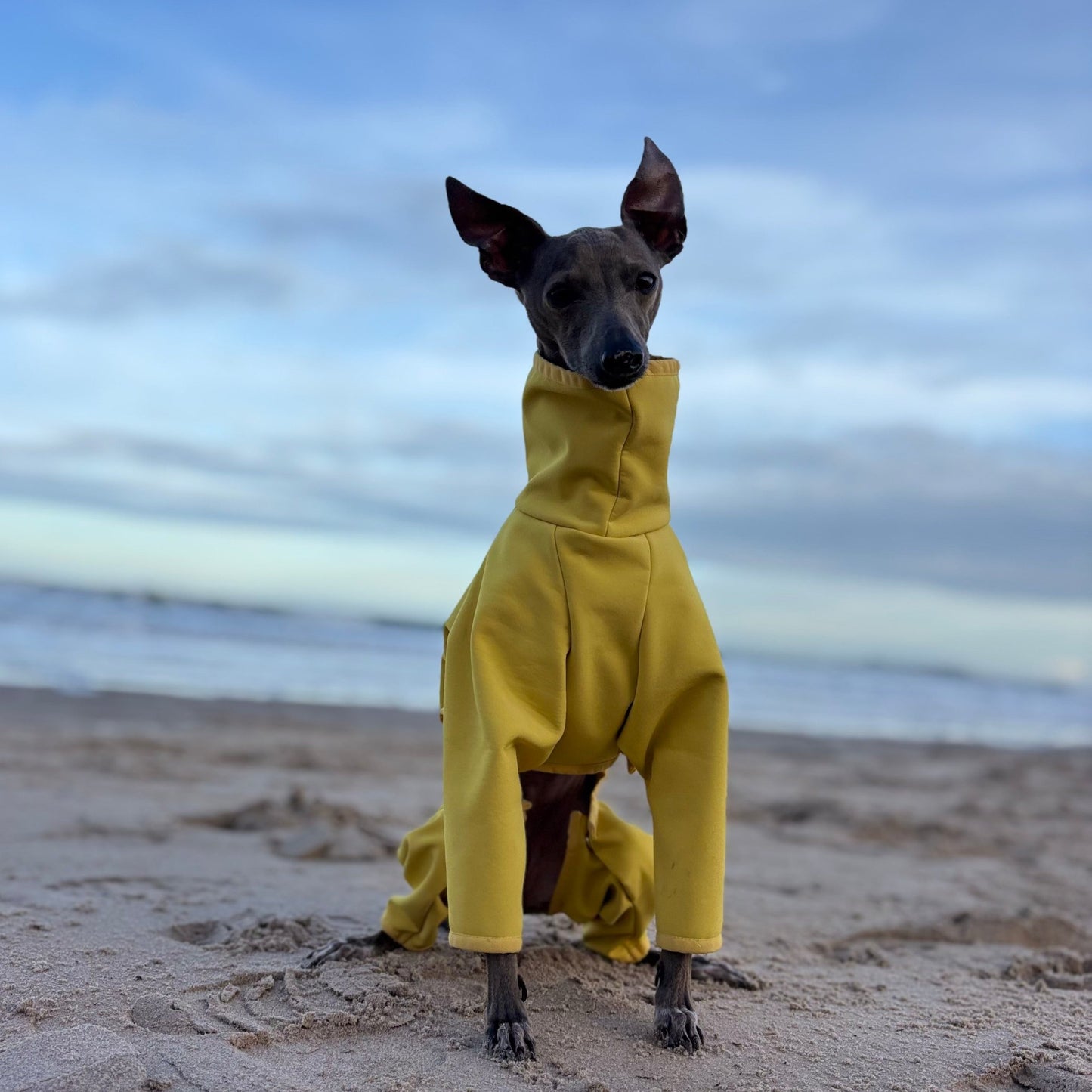 The Rae Italian Greyhound Coat, Bamburgh Beach, The Hound Edit