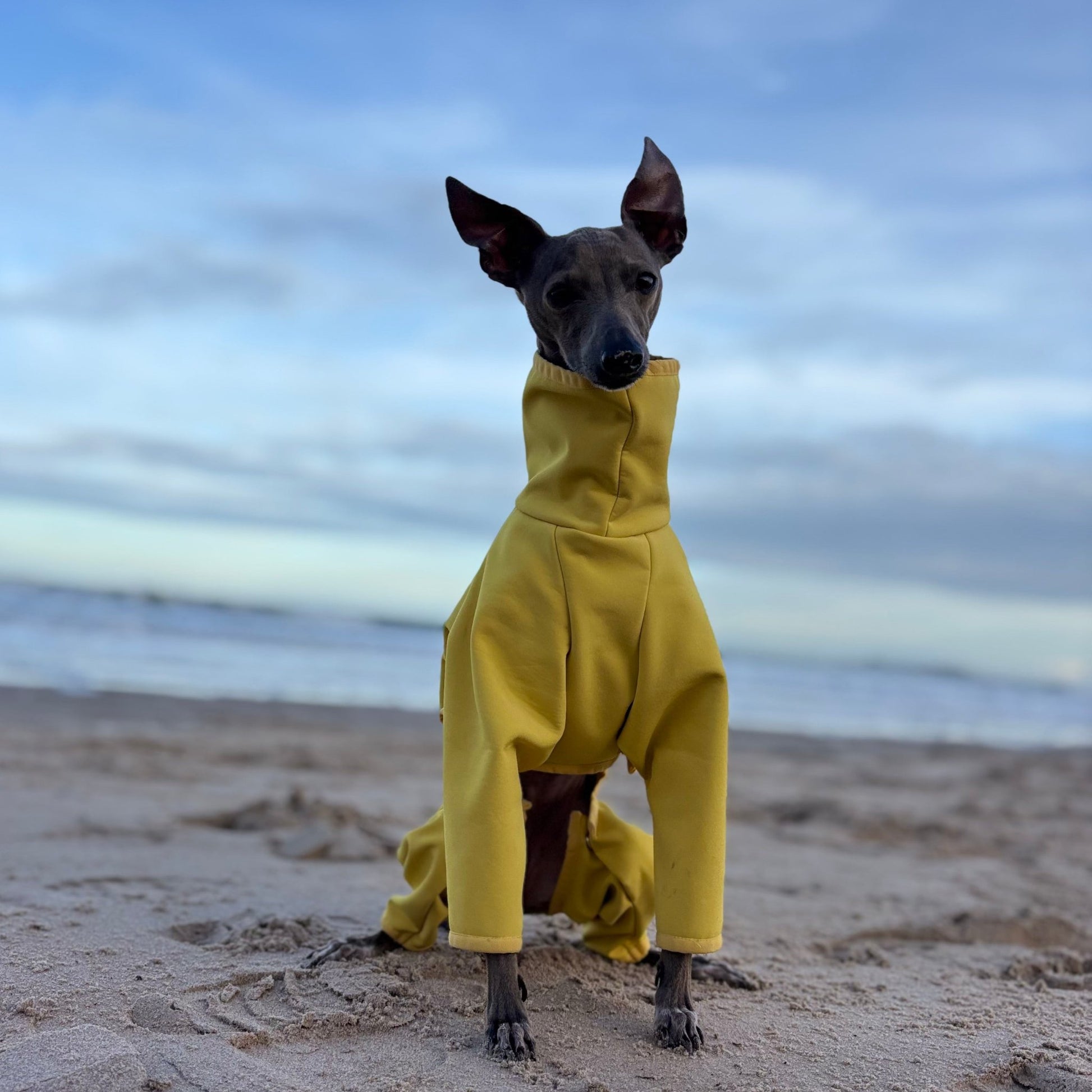The Rae Italian Greyhound Coat, Bamburgh Beach, The Hound Edit