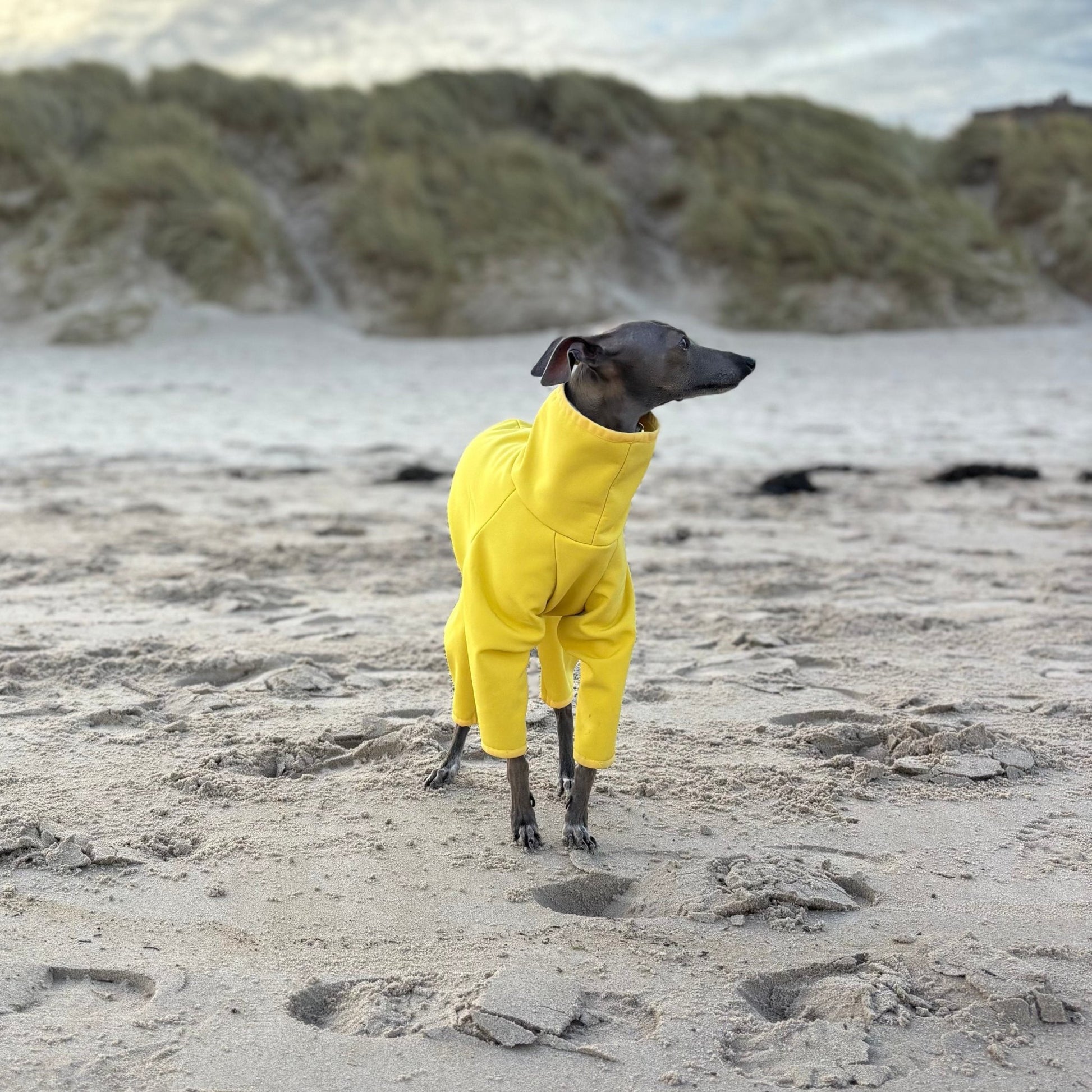 The Rae Italian Greyhound Coat, Front Left Side, Bamburgh Beach, The Hound Edit