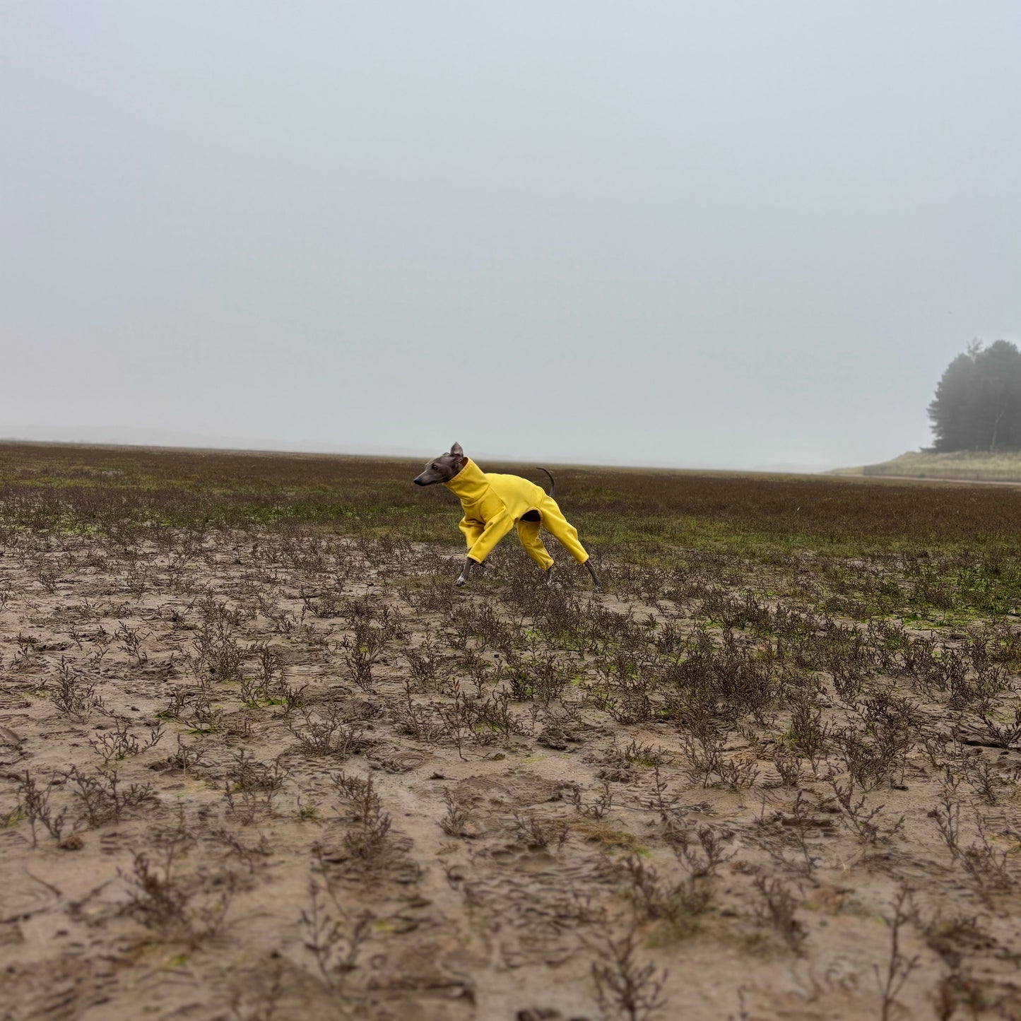 The Rae Marshes Running Holkham Beach, Italian Greyhound Coat