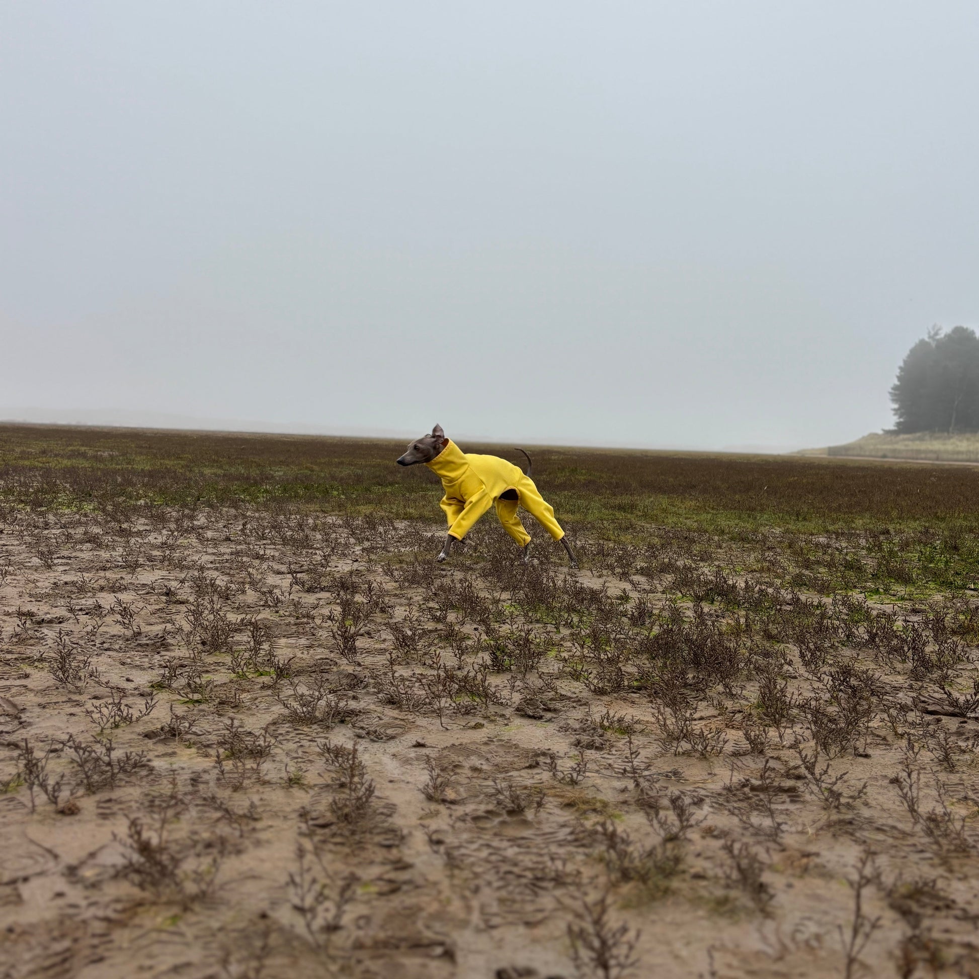 The Rae Marshes Running Holkham Beach, Italian Greyhound Coat