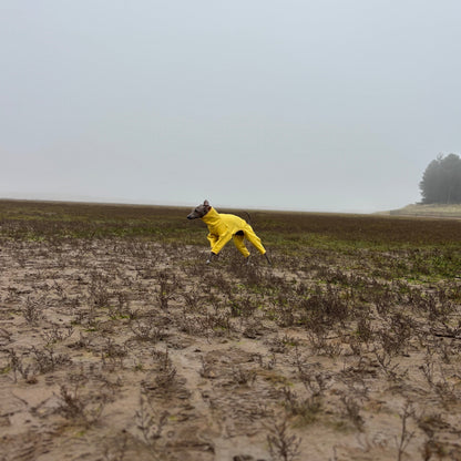 The Rae Marshes Running Holkham Beach, Italian Greyhound Coat