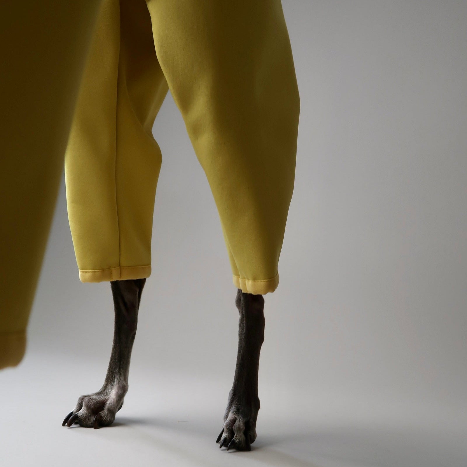 The Rae Yellow Italian Greyhound Coat, Close Up Ankles