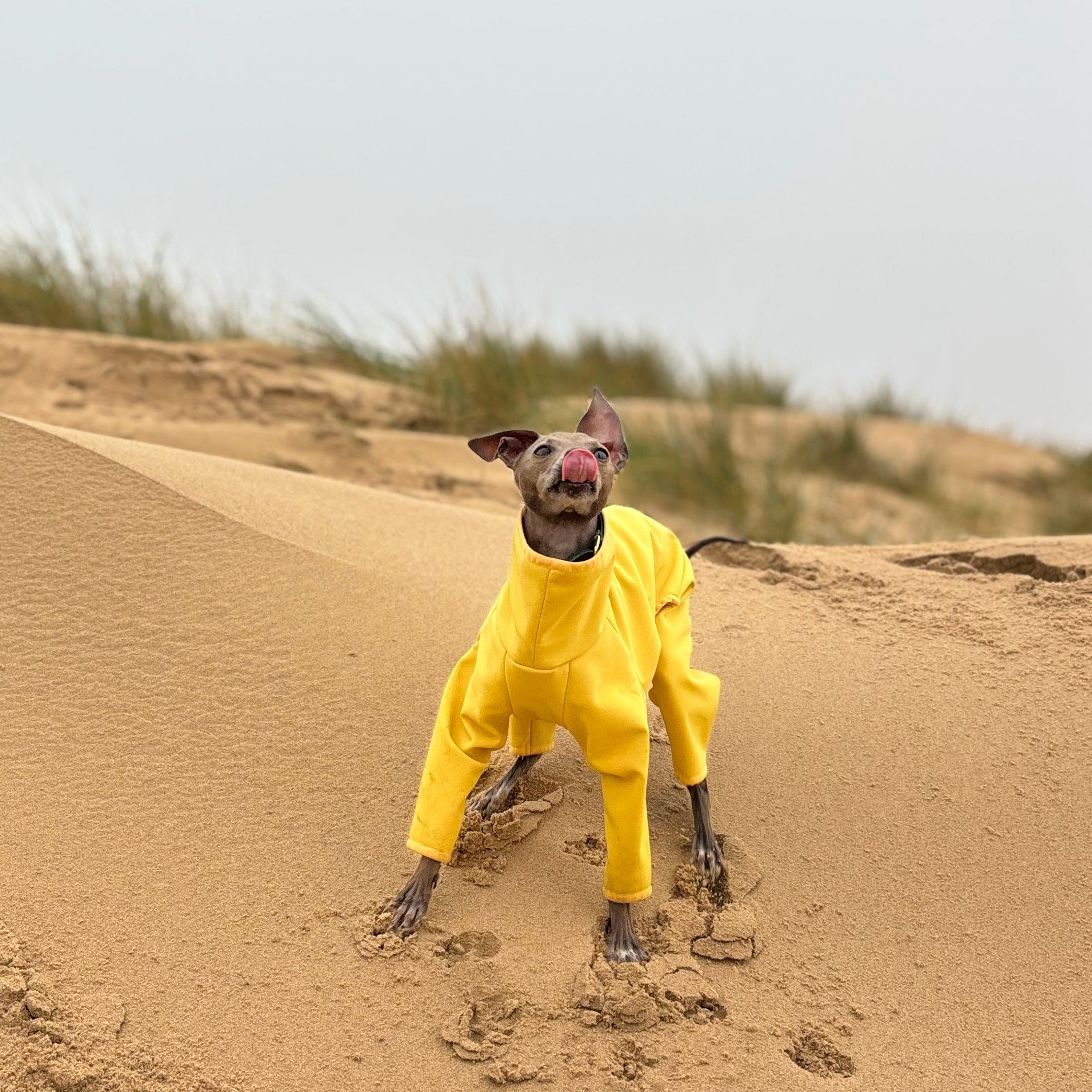 Italian Greyhound in a yellow raincoat, The Rae, standing on a sand dune with grass in the background