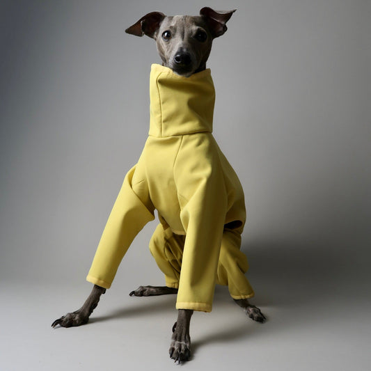 The Rae Yellow Italian Greyhound Coat Front Sitting, Portrait