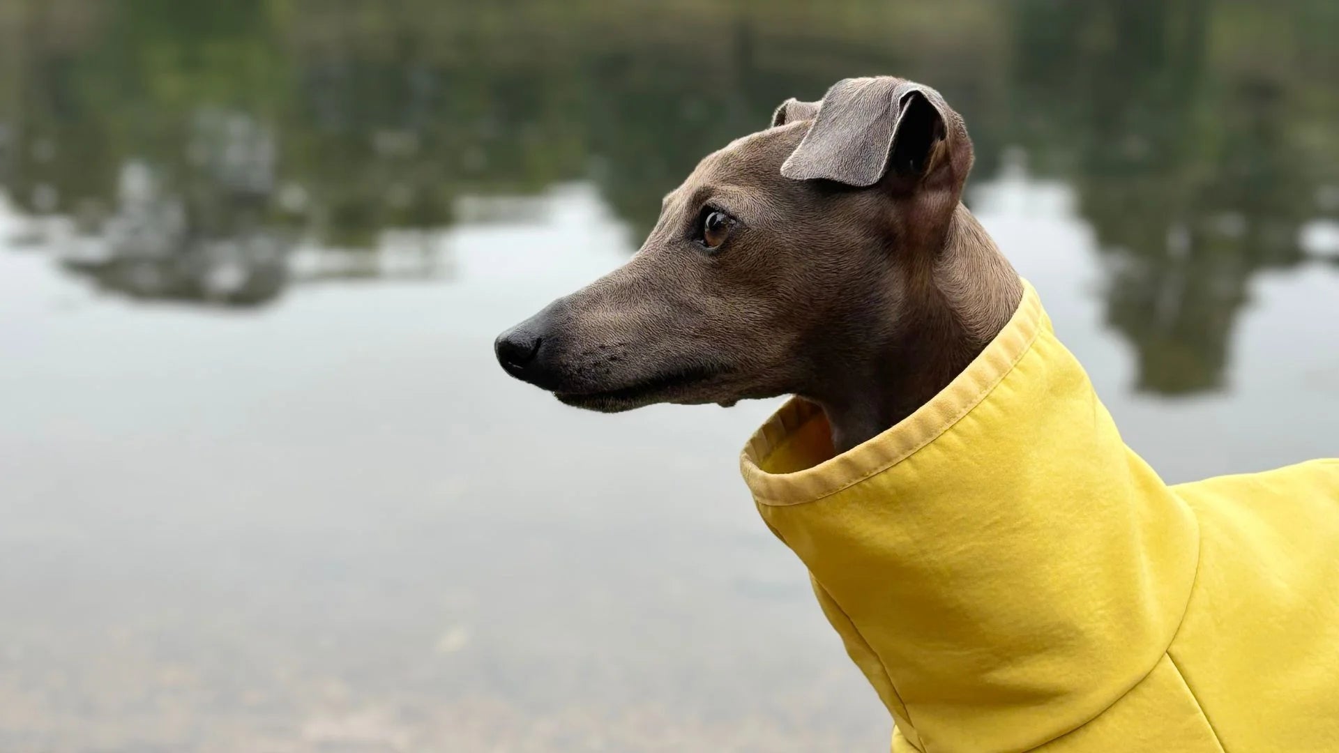 Italian Greyhound in yellow raincoat, The Rae