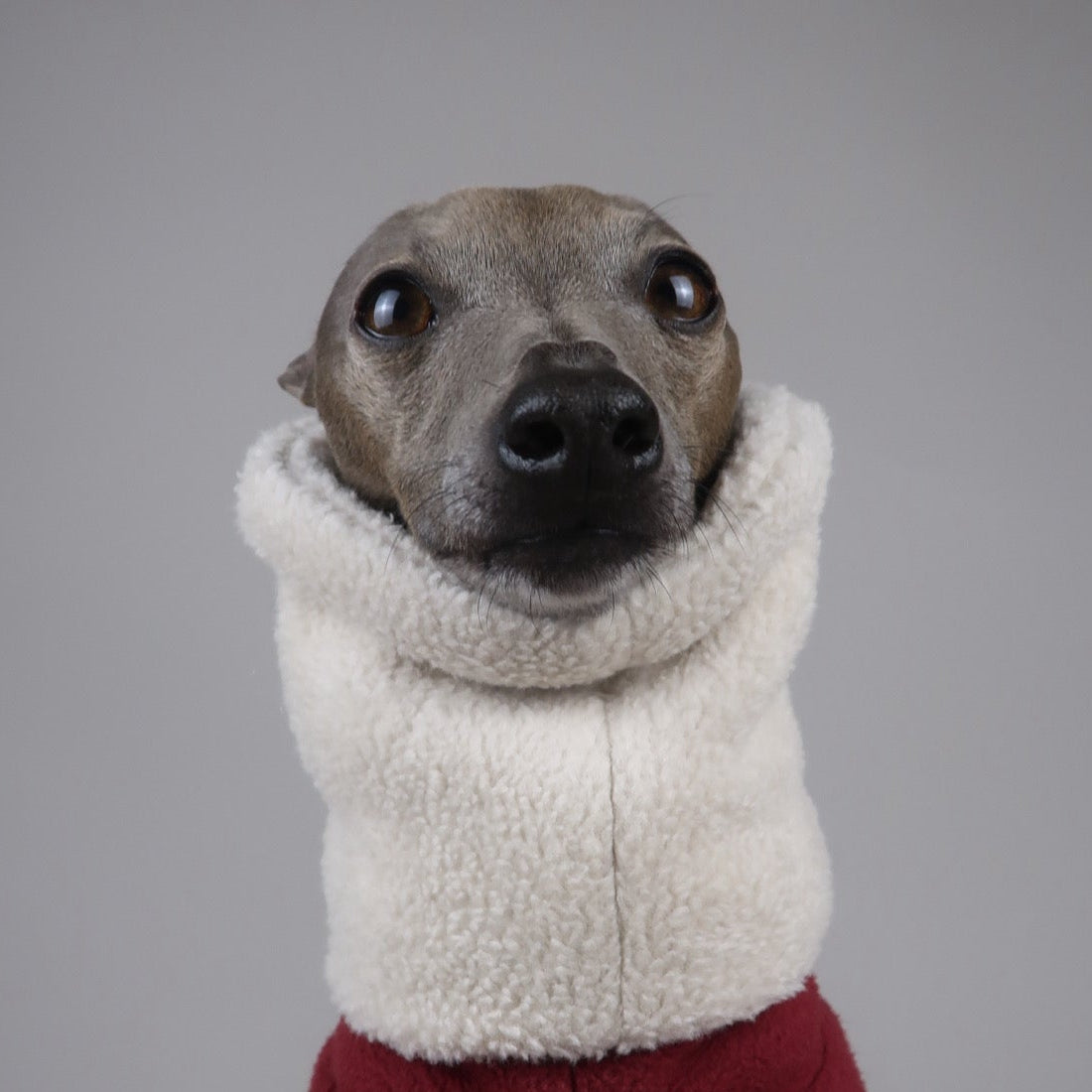 Close-up of Italian Greyhound wearing The Rue, Sighthound 100% white cotton snood, and The Marnie, red burgundy Italian Greyhound fleece jumper, by The Hound Edit.