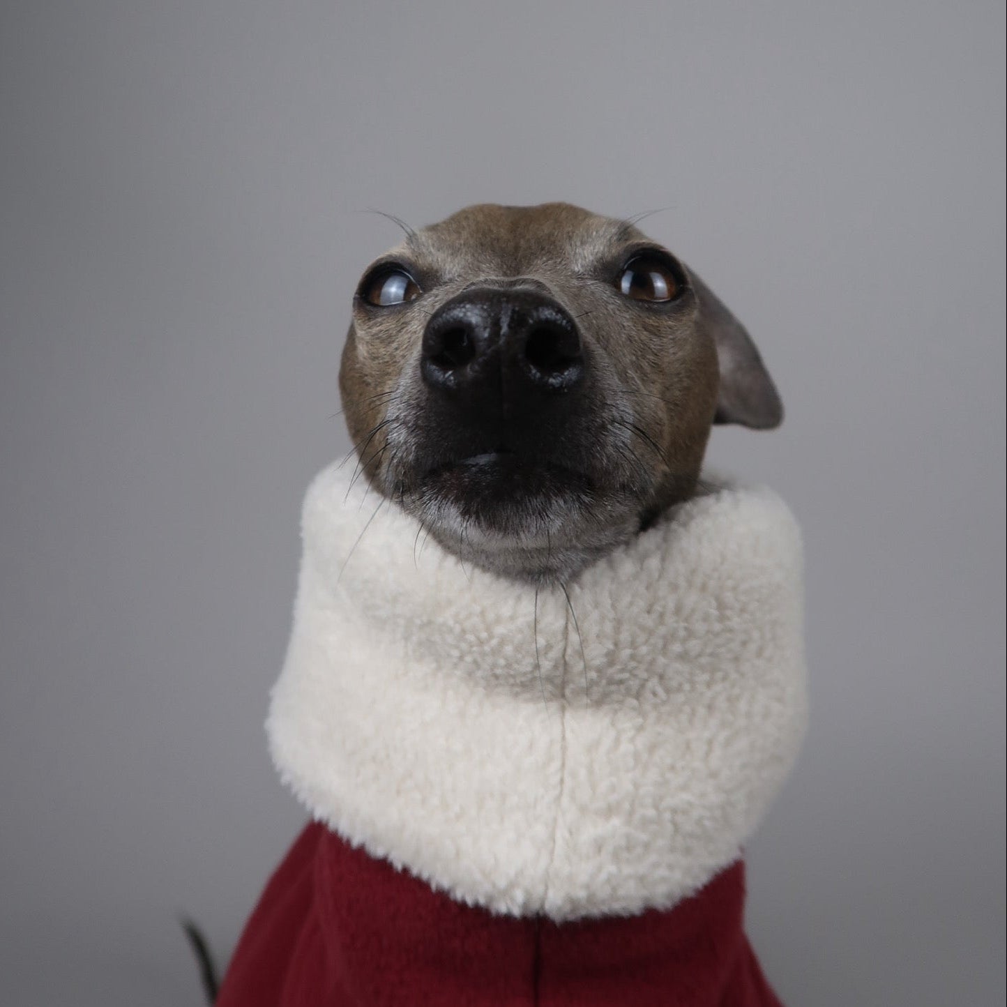 Close-up of Italian Greyhound wearing The Rue, Sighthound 100% white cotton snood, and The Marnie, red burgundy Italian Greyhound fleece jumper, by The Hound Edit.
