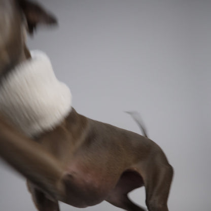 Italian Greyhound mid-jump wearing The Rue, Sighthound 100% cotton snood, against a plain background.