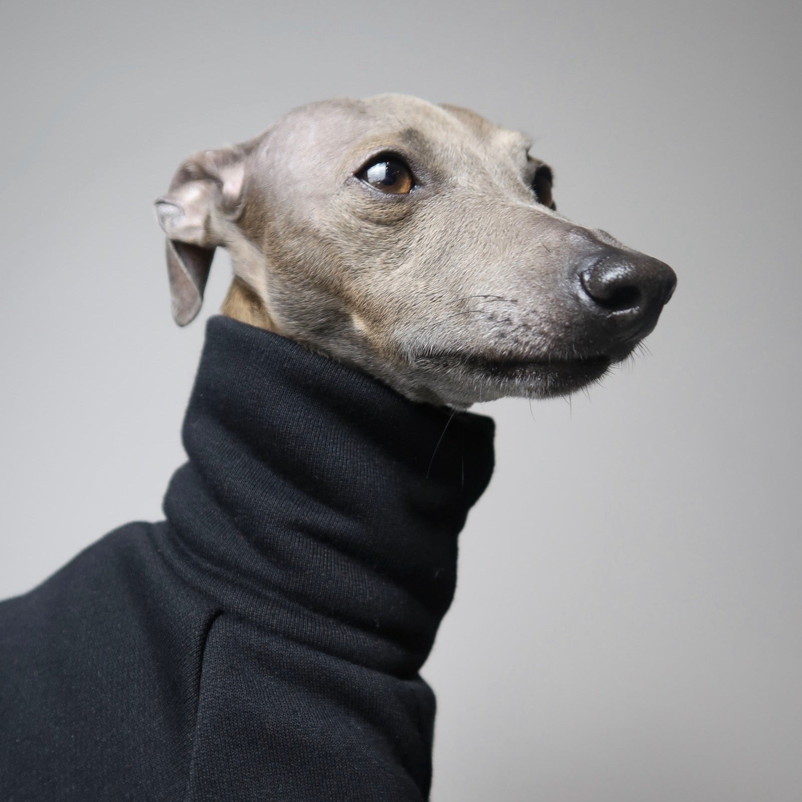 Close up of the neck and face of an Italian Greyhound wearing black Italian Greyhound jumper, The Steve, made by The Hound Edit against a grey backdrop.
