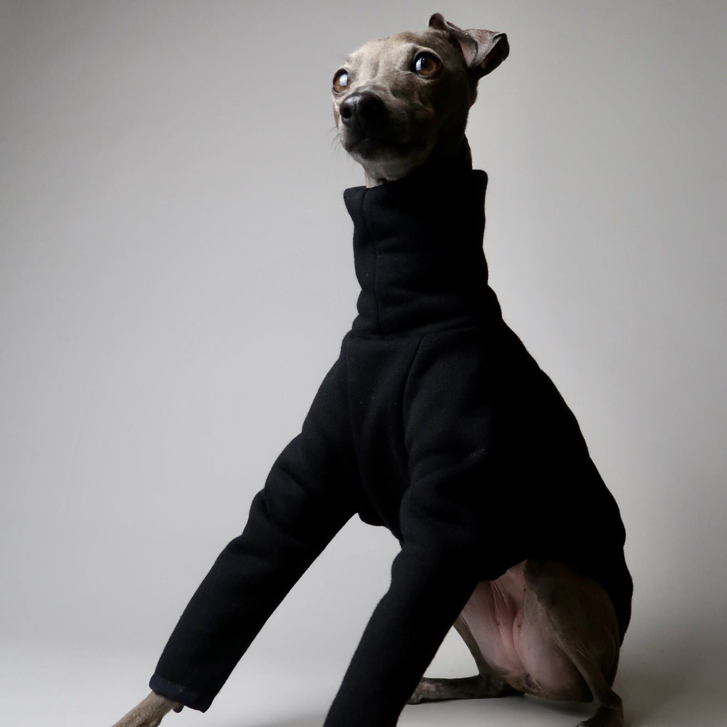 Italian Greyhound wearing black Italian Greyhound jumper, The Steve, made by The Hound Edit against a grey backdrop.