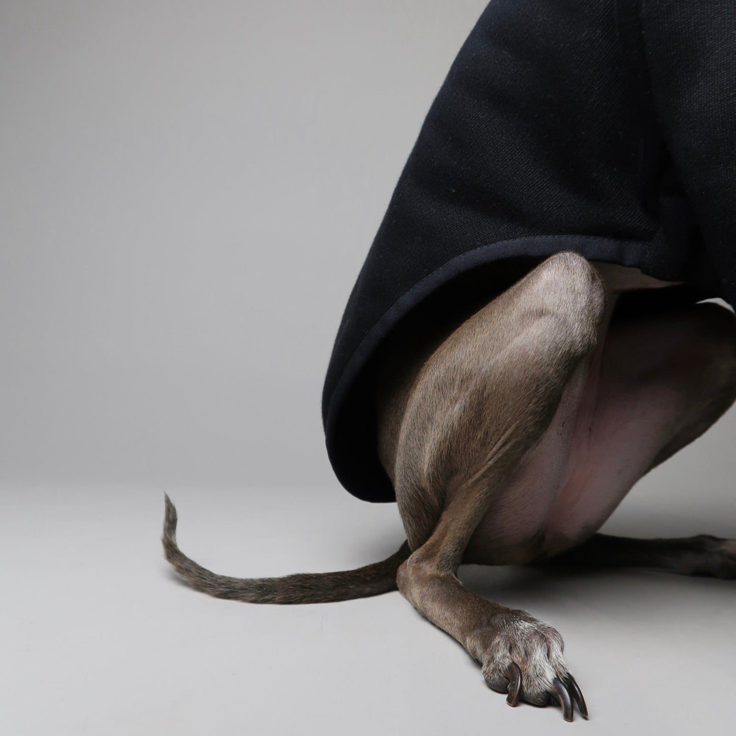 The Steve Close Up Left Leg, Italian Greyhound Jumper