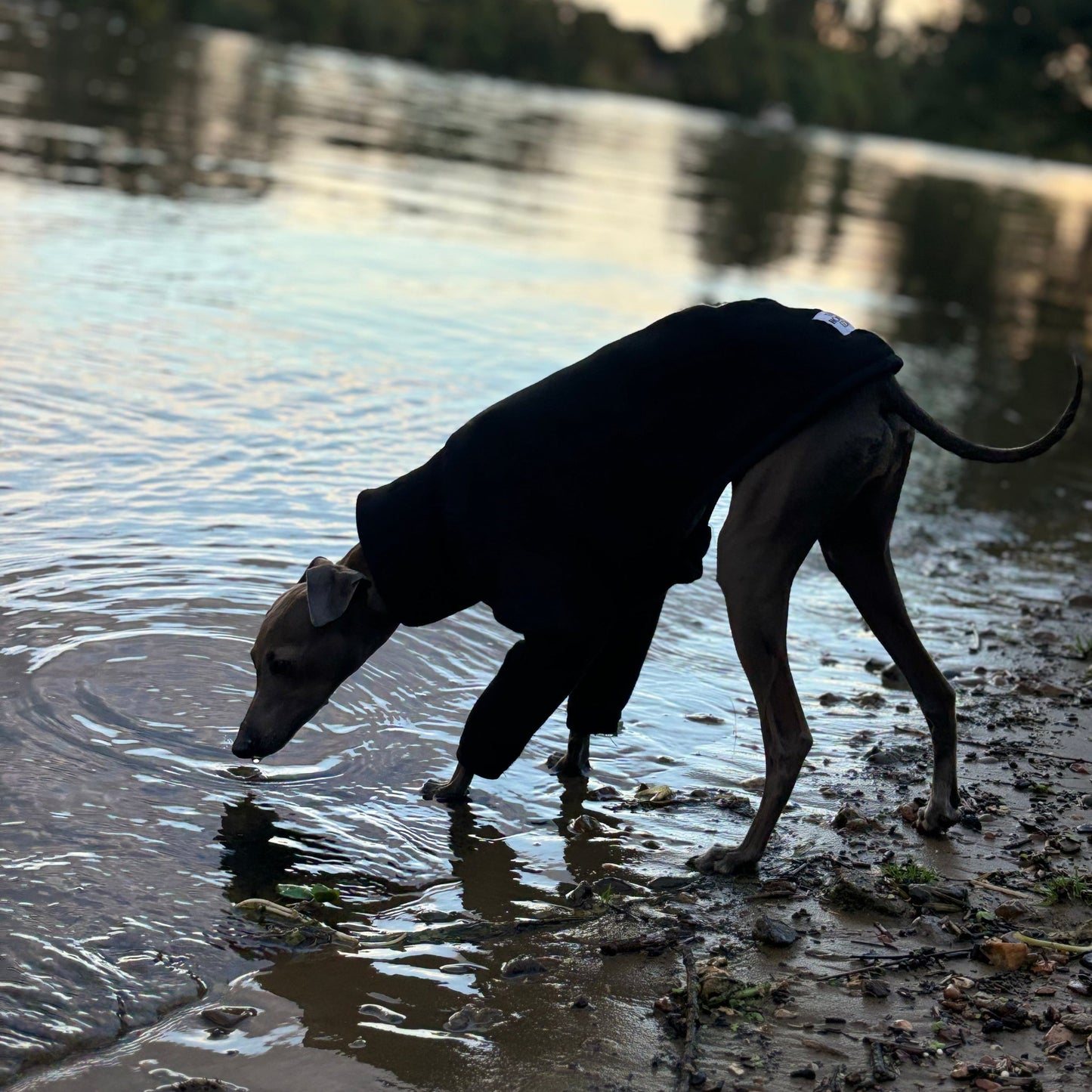 The Steve Italian Greyhound Jumper in Black, Left Side in River