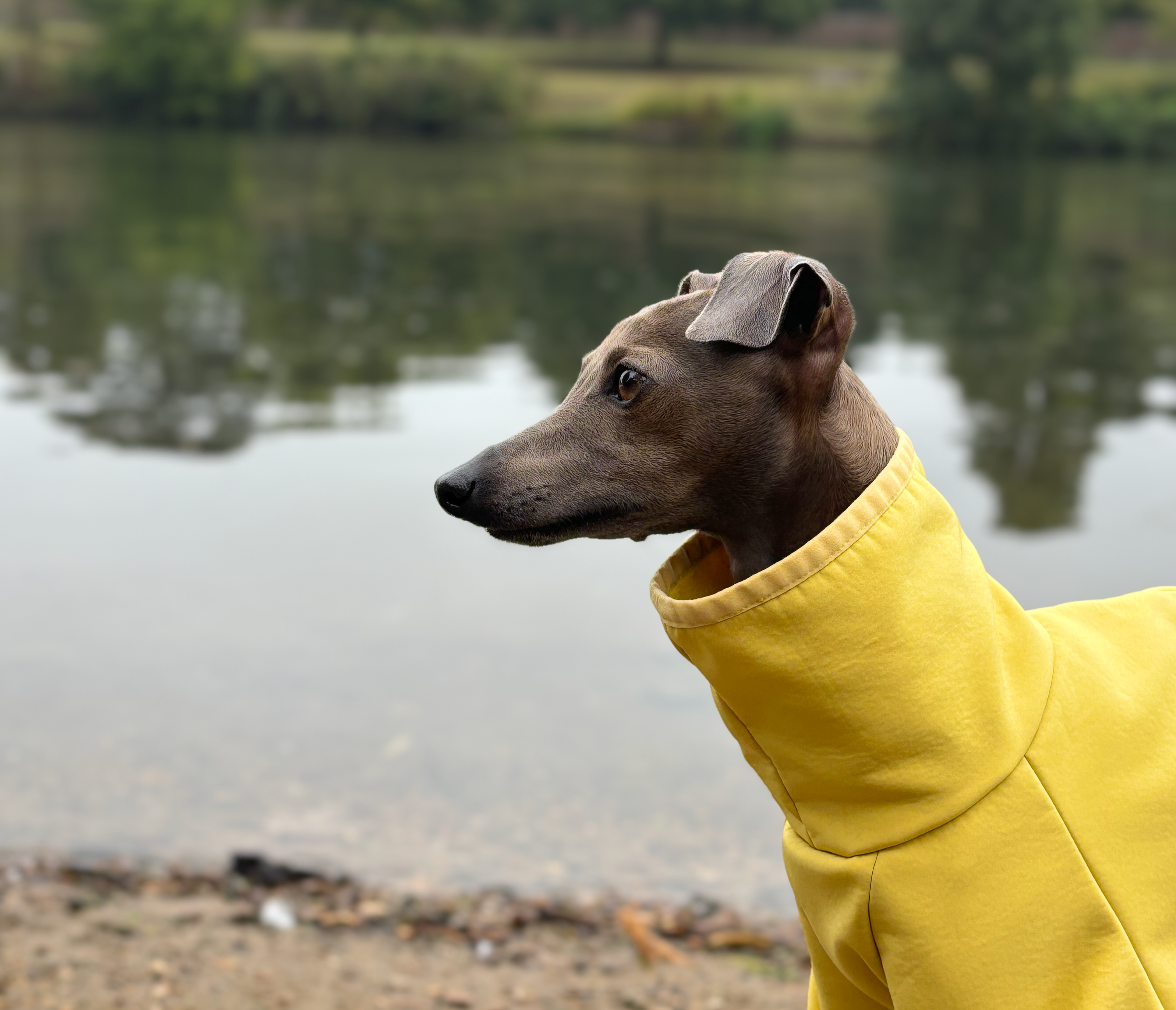 The Rae Side Portrait Profile, Italian Greyhound Coat