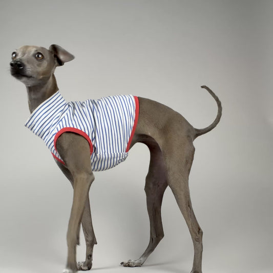 An Italian Greyhound dog wearing a sleeveless striped crop top with red trim, standing up before sitting down, against a grey studio backdrop.