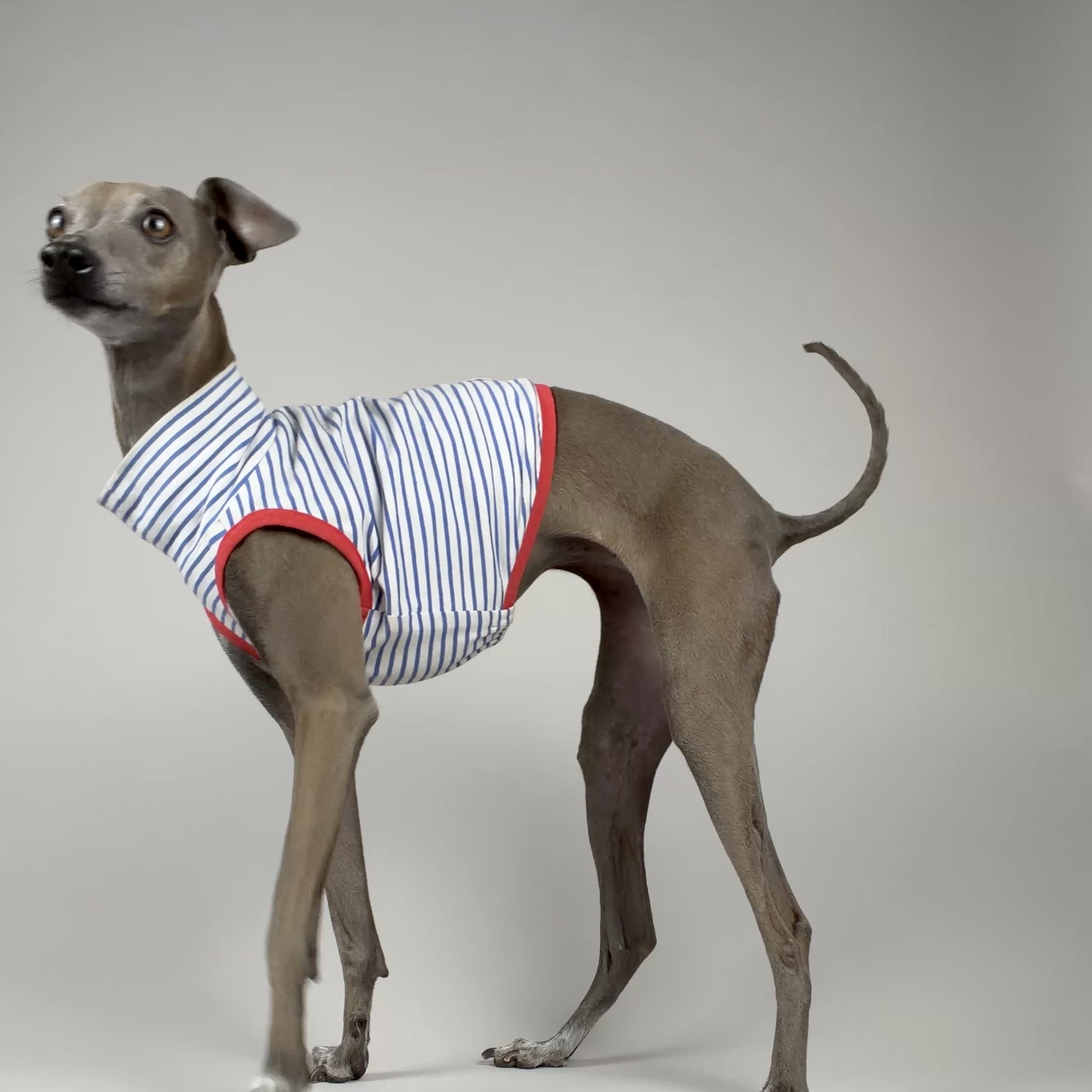 An Italian Greyhound dog wearing a sleeveless striped crop top with red trim, standing up before sitting down, against a grey studio backdrop.