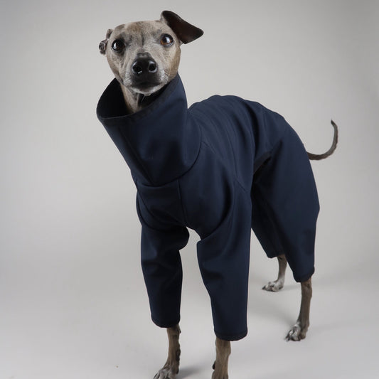 Italian Greyhound wearing The Rae Classic Navy full-body raincoat, showing its tailored fit and full leg coverage.